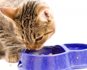 Alimentos Para Gatos e Cães (4)
